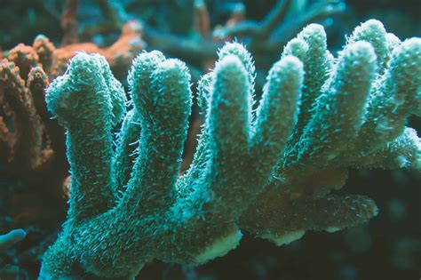 animals today are similar to the horn coral